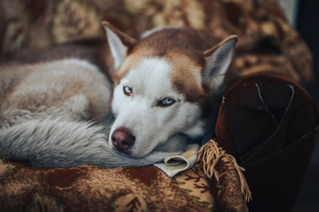 red husky at home lying at armchair sad blue eyes.の写真素材
