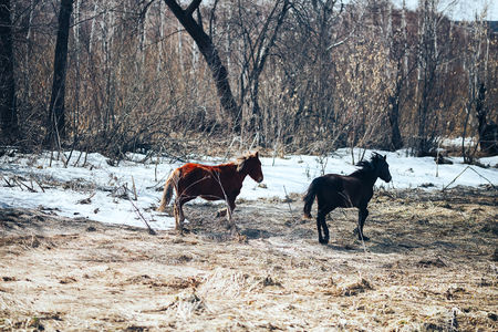 two free young horse run on spring field, red and black.の写真素材
