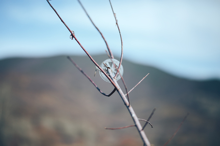 plastic spool rubbish on branch of tree on nature background. pollution, disposal of plastic rabbish.の写真素材