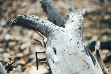 Old fallen tree snag on coast of river in early spring.
