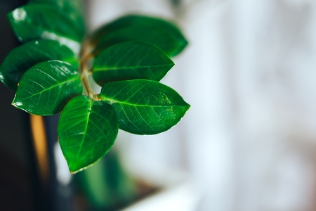 Zamioculcas plant in a basket flower pot on light background. Close up photo. leaves of zamioculcas. abstract.の写真素材