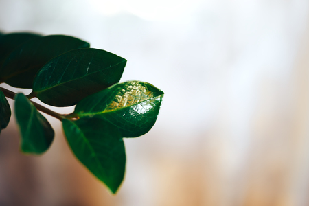 Zamioculcas plant in a basket flower pot on light background. Close up photo. leaves of zamioculcas. abstract.の写真素材