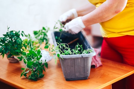 tomatoes seedlings at hands in gloves keep sprout is going o plant into plastic pot, transportayion before olant in ground outdoor. selected focusの写真素材