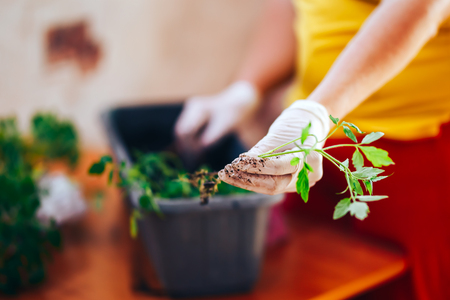 tomatoes seedlings at hands in gloves keep sprout is going o plant into plastic pot, transportayion before olant in ground outdoor. selected focusの写真素材