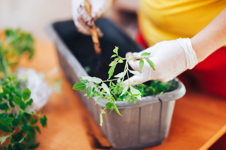 Woman's hands in white gloves plant seedlings of tomato in plastic black pot at home. Transplanting seedlings in a pot.の写真素材