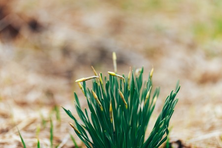 Yellow narcissus bud blooms on an outdoors spring day. Spring bloom flowers in forest.