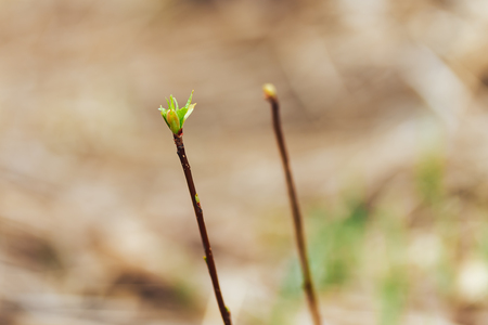 blooming green buds with leaves on the brunch in spring close up selected focus.の写真素材