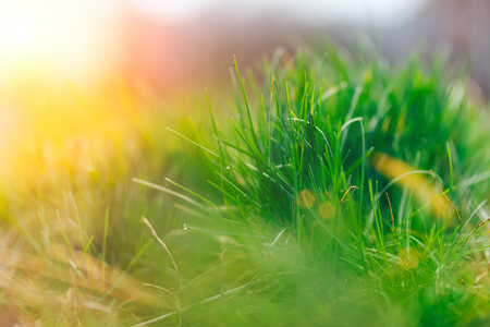 Abstract fresh natural background of green grass and beauty blurred bokeh. Selective focus close up for abstract blurred in shot. spring time.の写真素材