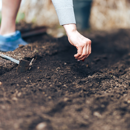 Woman hand putting seed into soil in the spring. Sow vegetable seeds. Woman's hand makes small seeds in the black earth.の写真素材