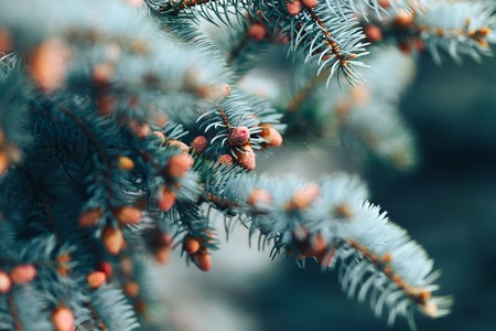 The young cones of blue spruce. Springtime background with new spring growth on dove fir. selected focus, close up.の写真素材