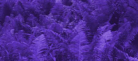 Beautiful fern leaves purple floral fern background. Ultra Violet creative and moody color of the picture.の写真素材
