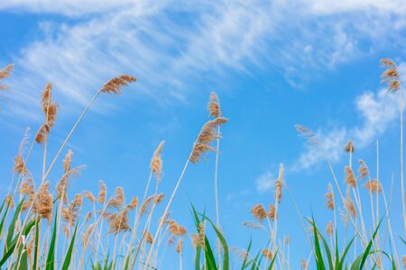 sky with white clouds and green canes on first plan.