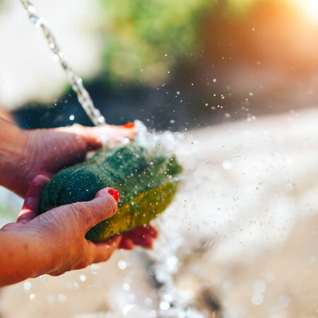 Washing vegetables, woman hands wash green zucchini outdoors sun light.の写真素材