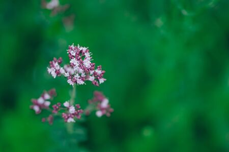 Oregano Origanum vulgare purple violet flowers on nature.の写真素材