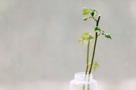 Young sprout of a branch of rose hips. Spring sprout. Isolate. Branch standing near window.の写真素材