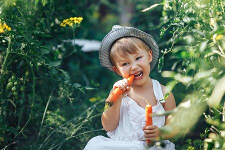 small boy farmer kid sitting in line of tomatoes plants, wearing white casual overalls suit and grey hat, eating carrot, harvest time.の写真素材