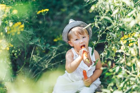 small boy farmer kid sitting in line of tomatoes plants, wearing white casual overalls suit and grey hat, eating carrot, harvest time.の写真素材