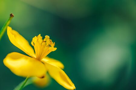 Beautiful yellow flower Macro Shot in garden.の写真素材