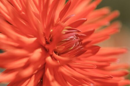 Close-up of dahlia red flower macro photo selected focus.の写真素材