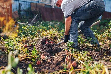 Harvest time concept. Farmer harvesting fresh organic potatoes from soil.の写真素材