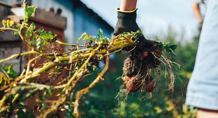 Harvest time concept. Farmer harvesting fresh organic potatoes from soil.