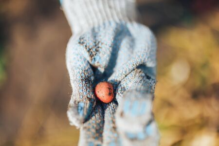 Harvest time concept. Farmer harvesting fresh organic potatoes from soil.の写真素材