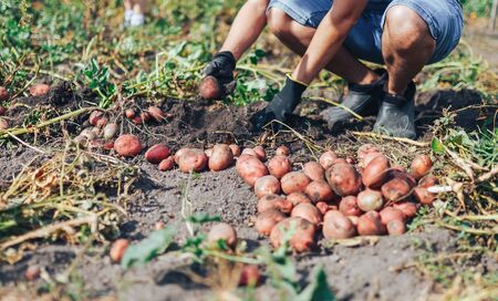 Harvest time concept. Farmer harvesting fresh organic potatoes from soil.の写真素材
