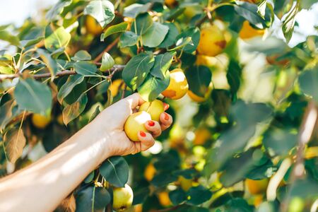 female hand showing branch with green pears in garden harvest time.の写真素材