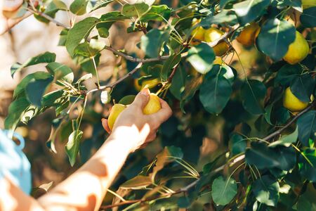 female hand showing branch with green pears in garden harvest time.の写真素材