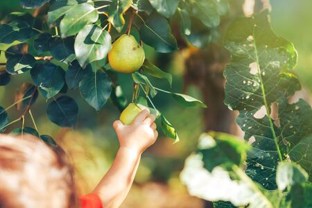 female hand showing branch with green pears in garden harvest time.の写真素材