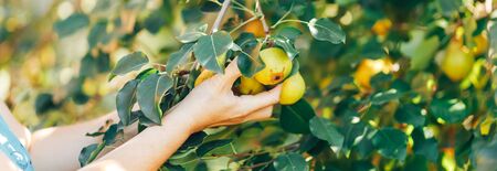 female hand showing branch with green pears in garden harvest time.の写真素材