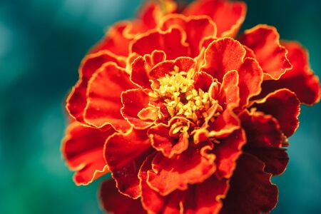 Close-up of dahlia red flower macro photo selected focus.の写真素材