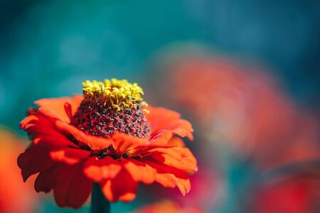 macro beautiful flower background wallpaper orange zinia macro selected focusの写真素材