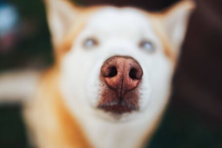 red Siberian Husky Dog Snout - Close up view nose macro shotの写真素材