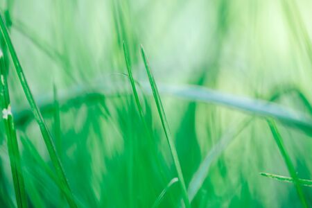 Fresh green grass background macro selected focusの写真素材