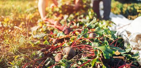 Farmer hands holding a bunch of freshly harvested beetroots and a garden spade.