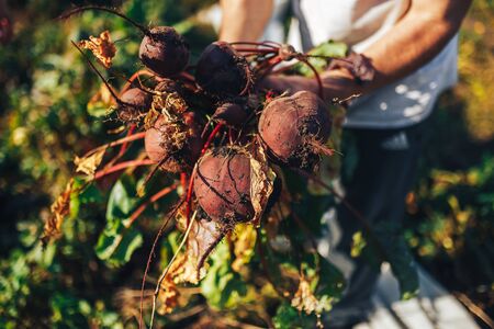 Farmer hands holding a bunch of freshly harvested beetroots and a garden spade.の写真素材