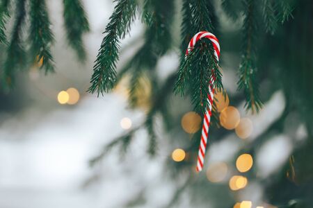 Candy canes on christmas treeの写真素材
