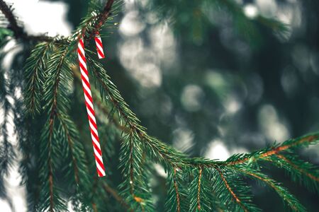 Candy canes on christmas treeの写真素材