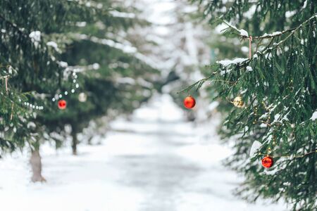 Christmas balls on tree outdoorの写真素材