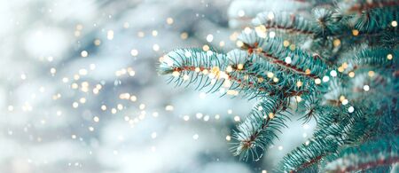 Christmas tree backgroundの写真素材
