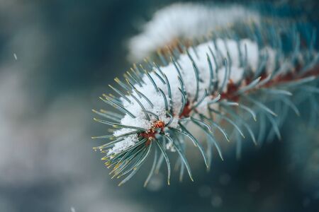 Close up christmas tree with snowの写真素材