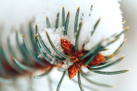 Close up christmas tree with snowの写真素材