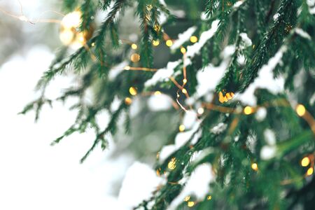 Christmastree background with lightsの写真素材