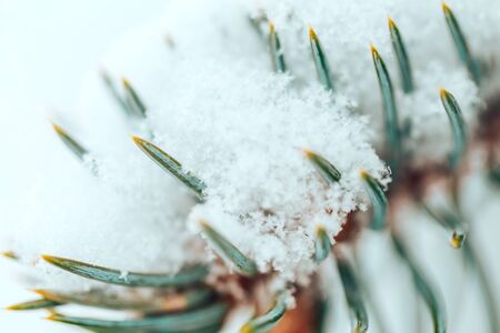 Close up christmas tree with snowの写真素材
