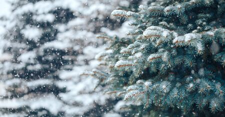 Blue spruce outdoorの写真素材