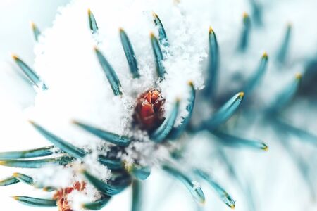 Close up christmas tree with snowの写真素材
