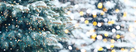 Christmas tree backgroundの写真素材
