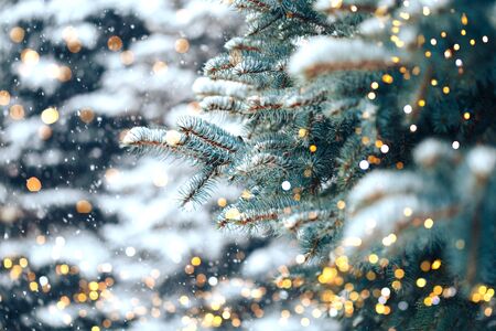 Christmas tree backgroundの写真素材
