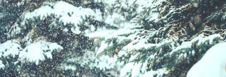 Blue spruce outdoorの写真素材